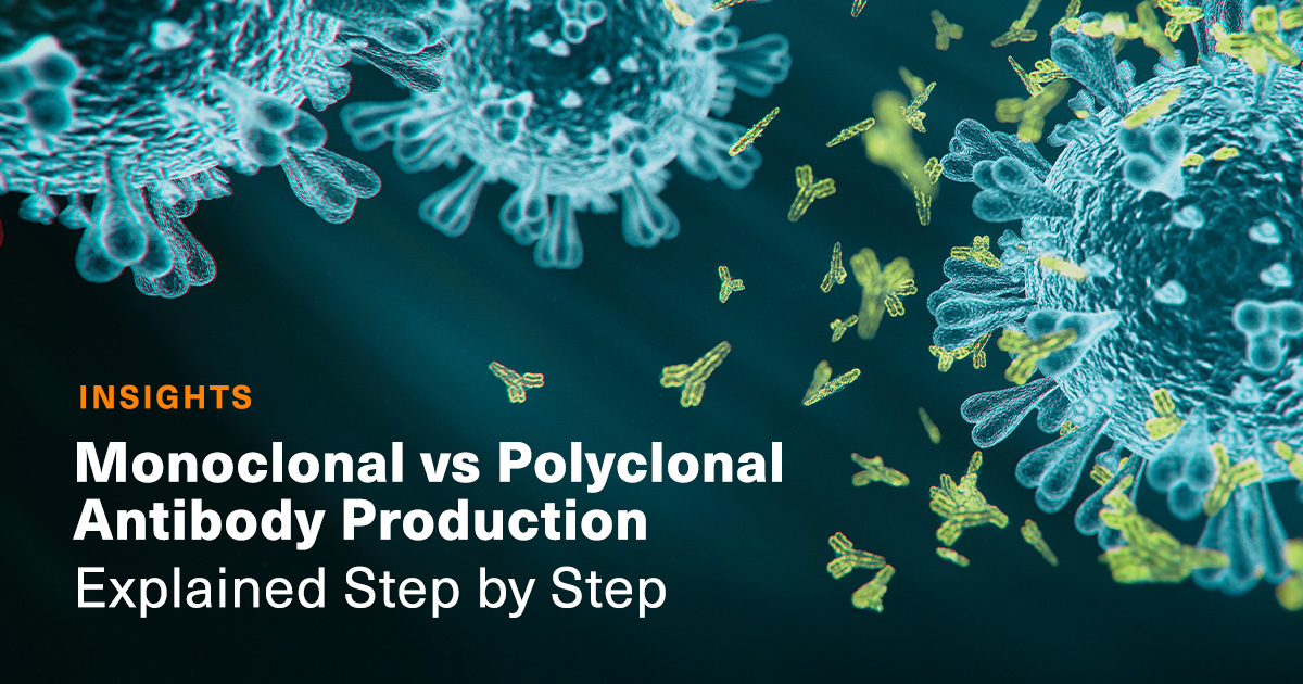 image with monoclonal and polyclonal antibodies in the background and the article title of: Monoclonal vs Polyclonal Antibody Production - Explained Step by Step on the foreground